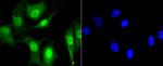 HP1 alpha Antibody in Immunocytochemistry (ICC/IF)