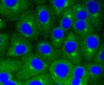 Caveolin 1 Antibody in Immunocytochemistry (ICC/IF)