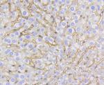 Caveolin 1 Antibody in Immunohistochemistry (Paraffin) (IHC (P))