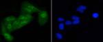 Phospho-EIF2S1 (Ser51) Antibody in Immunocytochemistry (ICC/IF)