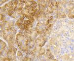 Phospho-EIF2S1 (Ser51) Antibody in Immunohistochemistry (Paraffin) (IHC (P))