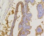 Phospho-EIF2S1 (Ser51) Antibody in Immunohistochemistry (Paraffin) (IHC (P))