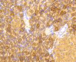 Phospho-EIF2S1 (Ser51) Antibody in Immunohistochemistry (Paraffin) (IHC (P))