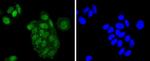 ATF2 Antibody in Immunocytochemistry (ICC/IF)