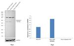 Caspase 8 Antibody in Western Blot (WB)