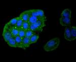 Caspase 8 Antibody in Immunocytochemistry (ICC/IF)