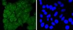 Caspase 8 Antibody in Immunocytochemistry (ICC/IF)