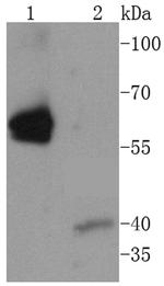 Caspase 8 Antibody in Western Blot (WB)