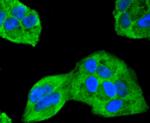 ERK2 Antibody in Immunocytochemistry (ICC/IF)