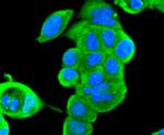 ERK2 Antibody in Immunocytochemistry (ICC/IF)