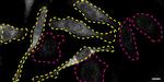 ERK2 Antibody in Immunocytochemistry (ICC/IF)