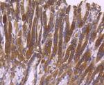 ERK2 Antibody in Immunohistochemistry (Paraffin) (IHC (P))