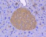 ERK2 Antibody in Immunohistochemistry (Paraffin) (IHC (P))