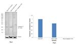 pro-Caspase 3 Antibody in Western Blot (WB)