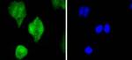 pro-Caspase 3 Antibody in Immunocytochemistry (ICC/IF)