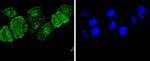 pro-Caspase 3 Antibody in Immunocytochemistry (ICC/IF)