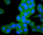 pro-Caspase 3 Antibody in Immunocytochemistry (ICC/IF)