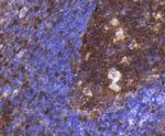 pro-Caspase 3 Antibody in Immunohistochemistry (Paraffin) (IHC (P))