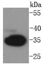 pro-Caspase 3 Antibody in Western Blot (WB)