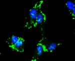 Caspase 9 Antibody in Immunocytochemistry (ICC/IF)