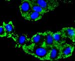 Caspase 9 Antibody in Immunocytochemistry (ICC/IF)