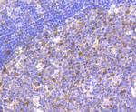 Caspase 9 Antibody in Immunohistochemistry (Paraffin) (IHC (P))