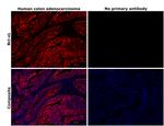 BCL-XL Antibody in Immunohistochemistry (Paraffin) (IHC (P))