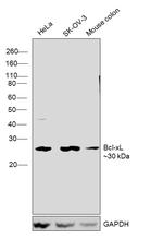 BCL-XL Antibody in Western Blot (WB)