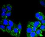 AIF Antibody in Immunocytochemistry (ICC/IF)