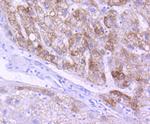 AIF Antibody in Immunohistochemistry (Paraffin) (IHC (P))