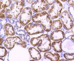 AIF Antibody in Immunohistochemistry (Paraffin) (IHC (P))