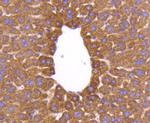 AIF Antibody in Immunohistochemistry (Paraffin) (IHC (P))