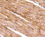 AIF Antibody in Immunohistochemistry (Paraffin) (IHC (P))