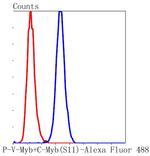 Phospho-Myb (Ser11) Antibody in Flow Cytometry (Flow)