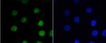 Phospho-Myb (Ser11) Antibody in Immunocytochemistry (ICC/IF)