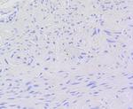 Phospho-Myb (Ser11) Antibody in Immunohistochemistry (Paraffin) (IHC (P))