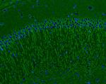 Beta III Tubulin Antibody in Immunohistochemistry (Frozen) (IHC (F))