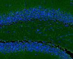 Beta III Tubulin Antibody in Immunohistochemistry (Frozen) (IHC (F))