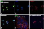 ERG Antibody in Immunocytochemistry (ICC/IF)