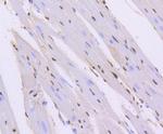 ERG Antibody in Immunohistochemistry (Paraffin) (IHC (P))