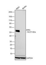 ERG Antibody in Western Blot (WB)