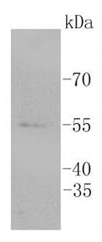 ERG Antibody in Western Blot (WB)