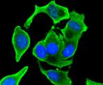 VEGF Antibody in Immunocytochemistry (ICC/IF)