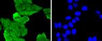 MLH1 Antibody in Immunocytochemistry (ICC/IF)