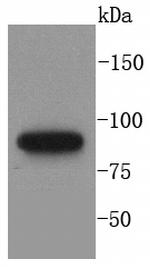 MLH1 Antibody in Western Blot (WB)