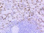 HO-1 Antibody in Immunohistochemistry (Paraffin) (IHC (P))