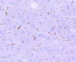 HO-1 Antibody in Immunohistochemistry (Paraffin) (IHC (P))