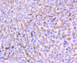 HO-1 Antibody in Immunohistochemistry (Paraffin) (IHC (P))