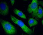 PHD1 Antibody in Immunocytochemistry (ICC/IF)