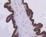 PHD1 Antibody in Immunohistochemistry (Paraffin) (IHC (P))